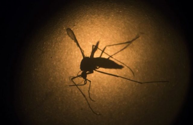 Zika Ravages Testes Of Mice; Study Raises Concern About Men