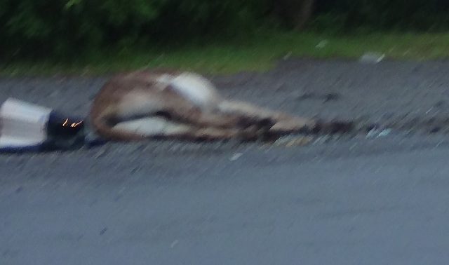 MOTORISTS WARNED TO BE EXTRA CAUTIOUS OF DONKEY HAZARD