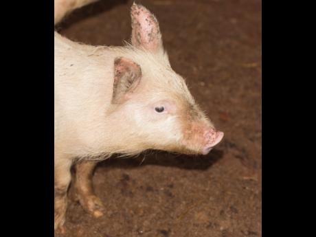 Need Pork, Barbados? Jamaica Eager To Help