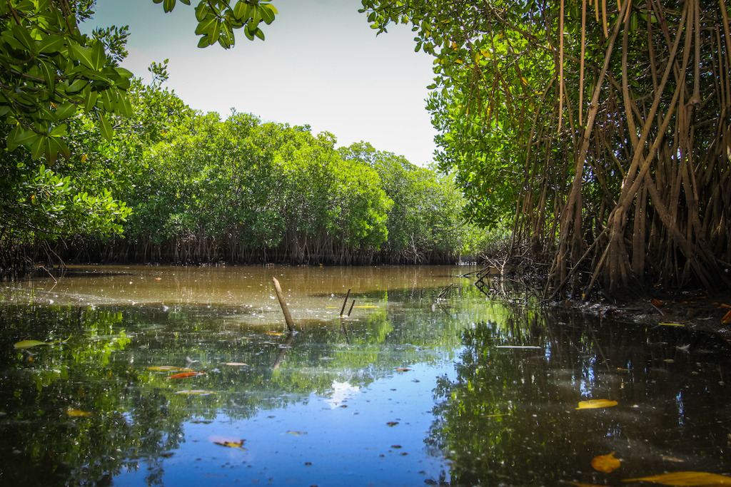 OECS Commission celebrates World Wetlands Day