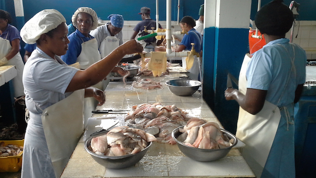 Press Release: Caribbean Fisheries Forum meets in Jamaica this week.