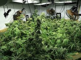 Abandoned Property Search Discovers Indoor Hydroponic Marijuana Growing Operation