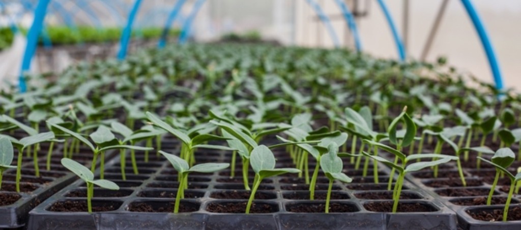 Food Security: A Priority in Dominica