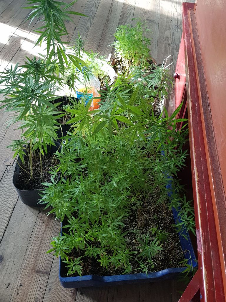 Two Charged Following Major Drug Bust