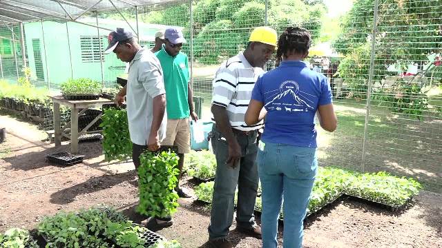 Nevis Ministry of Agriculture launches hurricane relief project for farmers