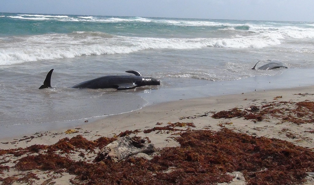 Whales Beached at Indian Castle Bay