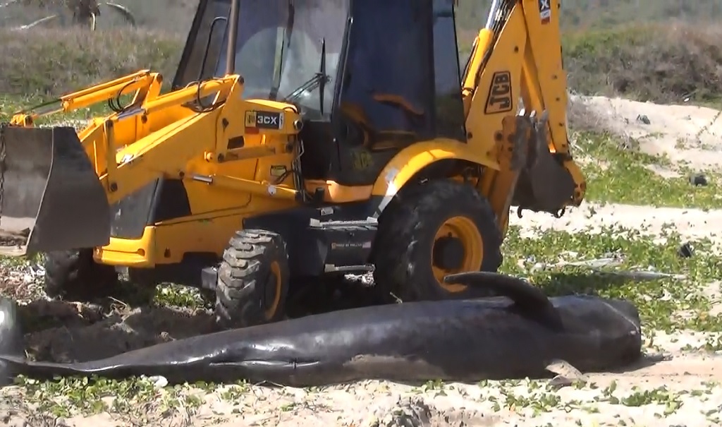 THREE PILOT WHALES SENT BACK OUT TO SEA