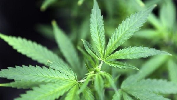 Antigua and Barbuda to Permit Cultivation of Medical Marijuana