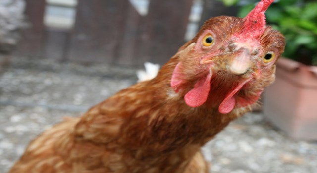 Regional poultry producers hold talks on CSME
