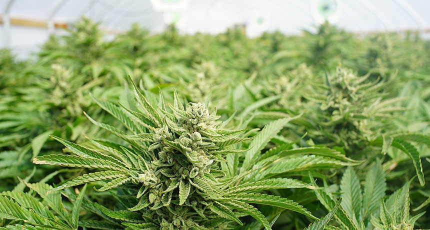 St Kitts-Nevis Labour Party Supports Decriminalisation Of Marijuana