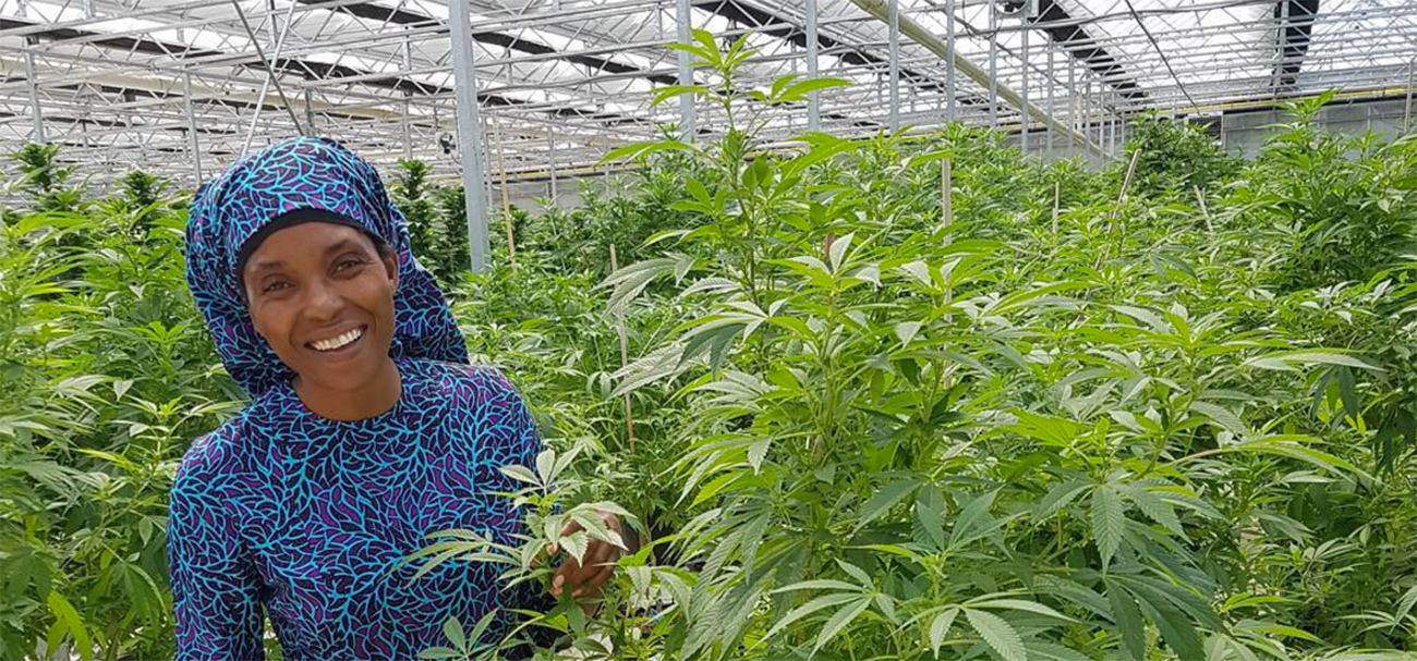 Zimbabwe legalises marijuana for medical and scientific use