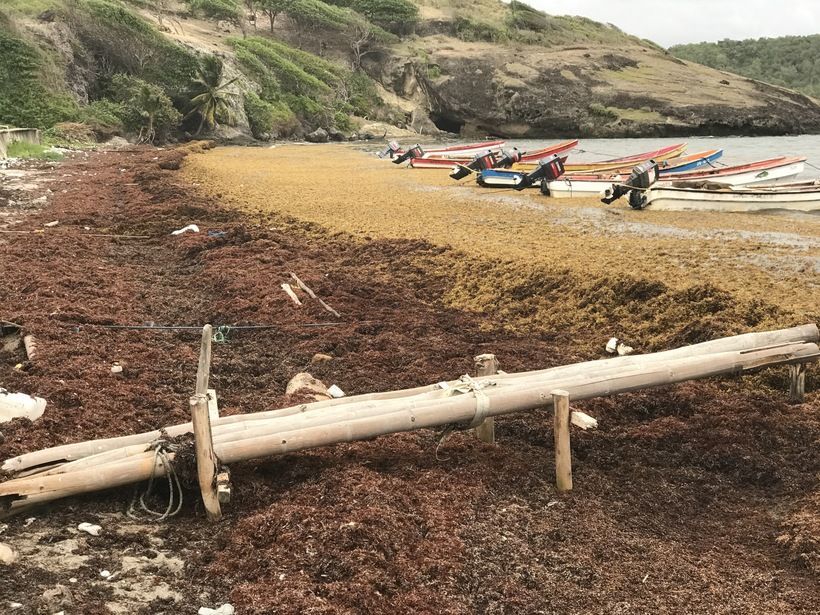 Communities innovate to address Sargassum seaweed on coasts of Saint Lucia