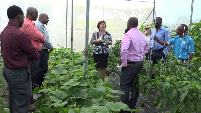 New Zealand’s High Commissioner to SKN happy with CPS shade house vegetable garden