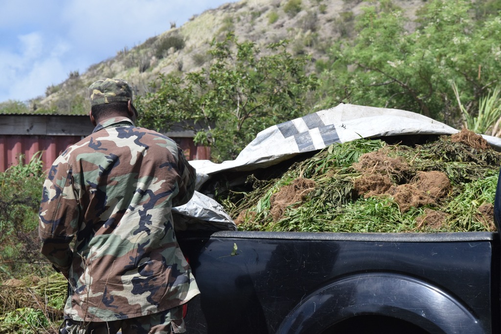 Thousands Of Marijuana Plants Uprooted, Destroyed During Joint Security Forces Operations