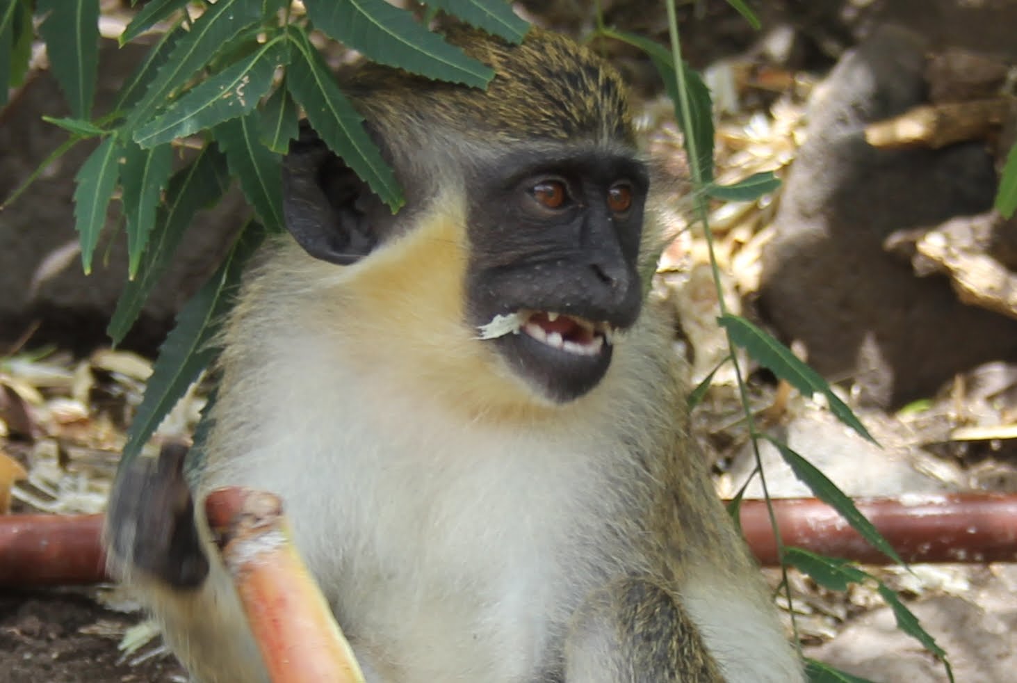 Solutions Sought To Address Monkey Overpopulation That Poses Serious Threat for Farmers In St. Kitts-Nevis