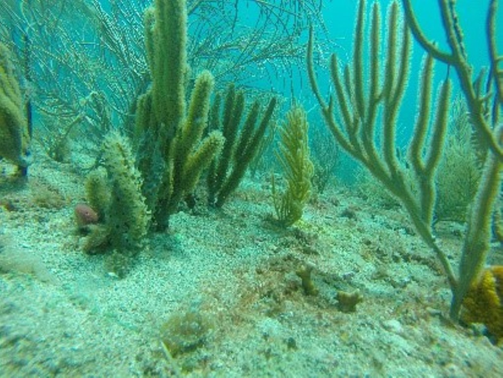 First Phase of Marine Ecological Assessment Completed in St. Kitts-Nevis
