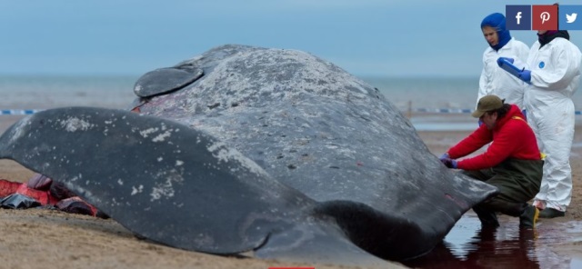 Dead Whale Found In Indonesia with 1,000 Pieces of Plastic in Its Stomach Including Flip-Flops and 115 Cups