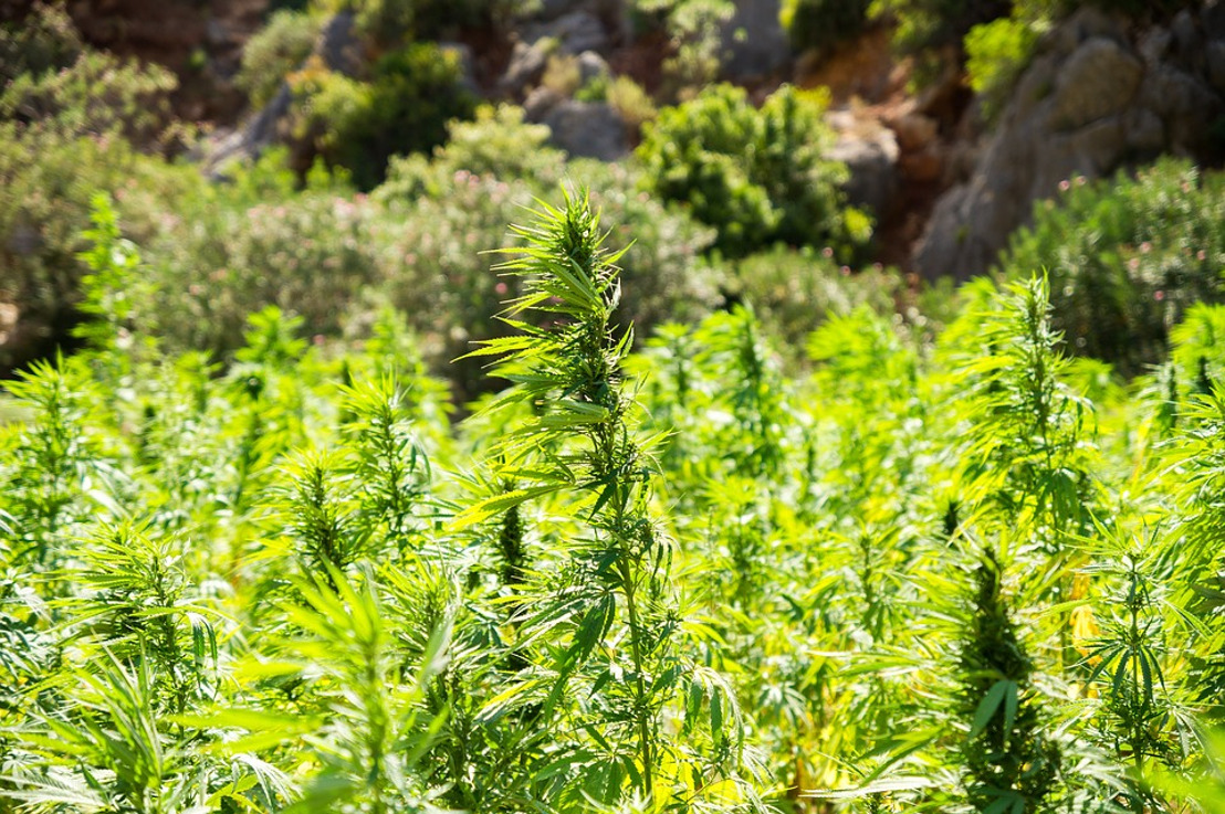Medicinal Cannabis: St. Vincent and the Grenadines poised to become leading producer