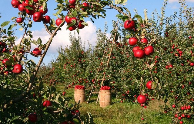 Nationals Urged to Register for Canada’s Agricultural Work Programme Before January 30