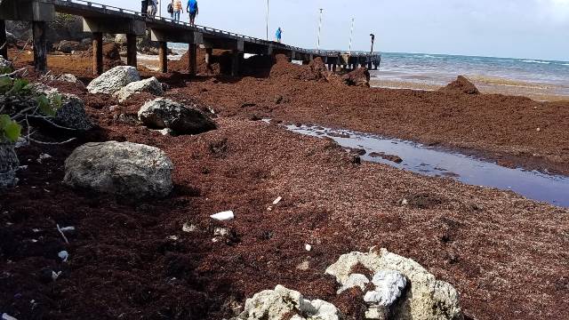 After record Sargassum influx, CRFM initiates fact-finding study in CARICOM States with support from Japan
