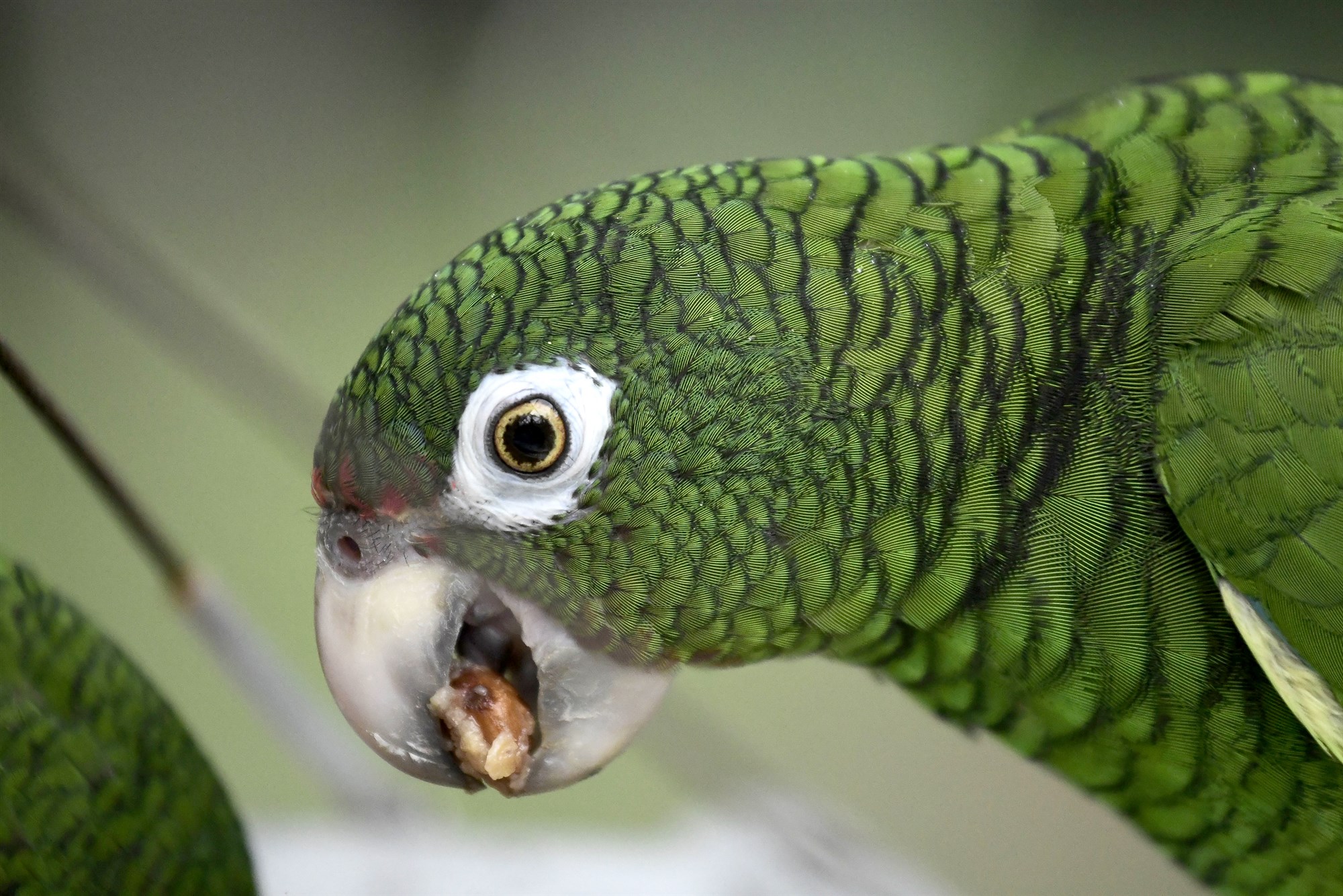 Parrot taken into custody by police in Brazil for trying to warn drug dealers of raid