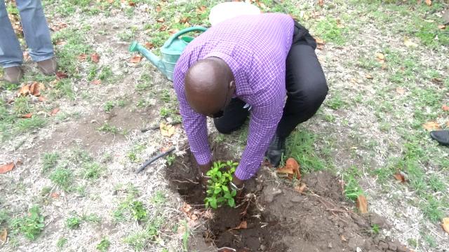 Nevis Agriculture Minister plants fruit tree to commence islandwide 500 tree planting initiative