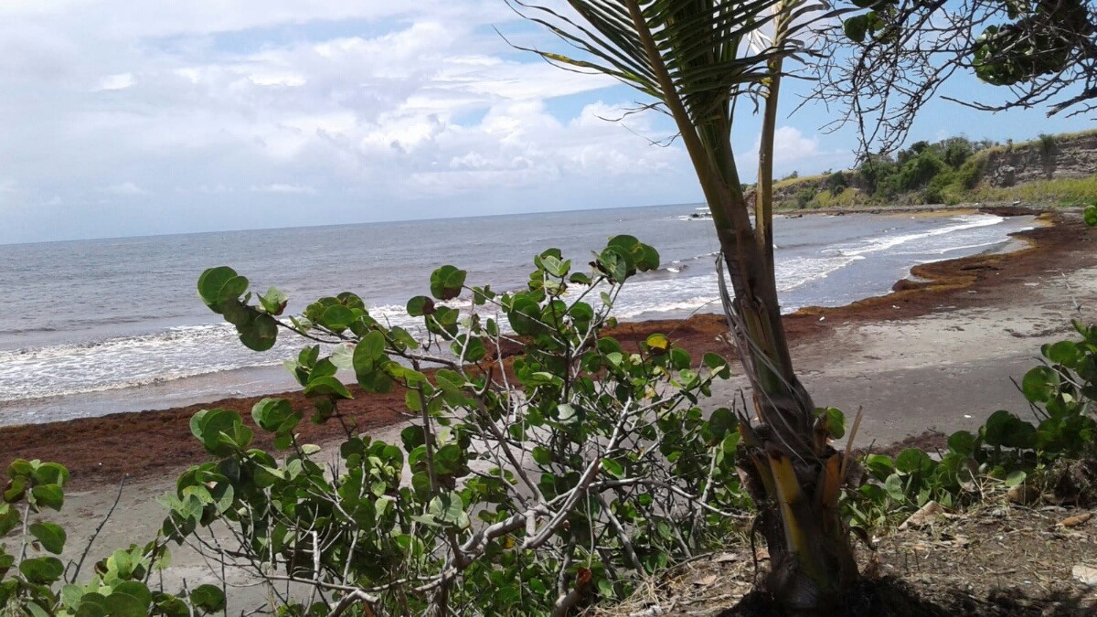 Sargassum, sargassum; this phenomenon could be a new normal