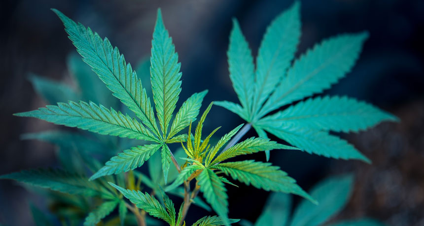 St. Kitts and Nevis National Commission on Cannabis Final Report Now Available Online