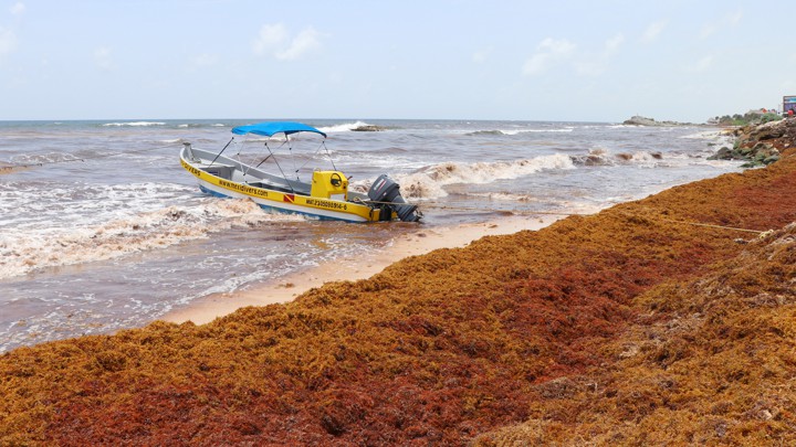 The Seaweed Piling Up on Caribbean Beaches Is Here to Stay – The Atlantic