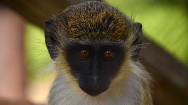 Monkey problem: St Kitts’ great attraction becomes great headache