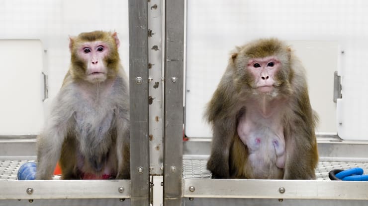 Trump’s tariffs on monkeys could ‘severely damage’ US medical research and send labs to China