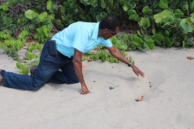 Senior Marine Resources officer on Nevis reiterates call for end to sea turtle poaching