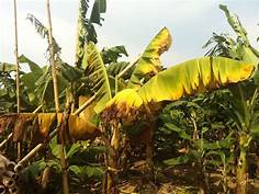 Fusarium Wilt of Banana and Plantain: A Threat to Regional Economies and Food Security