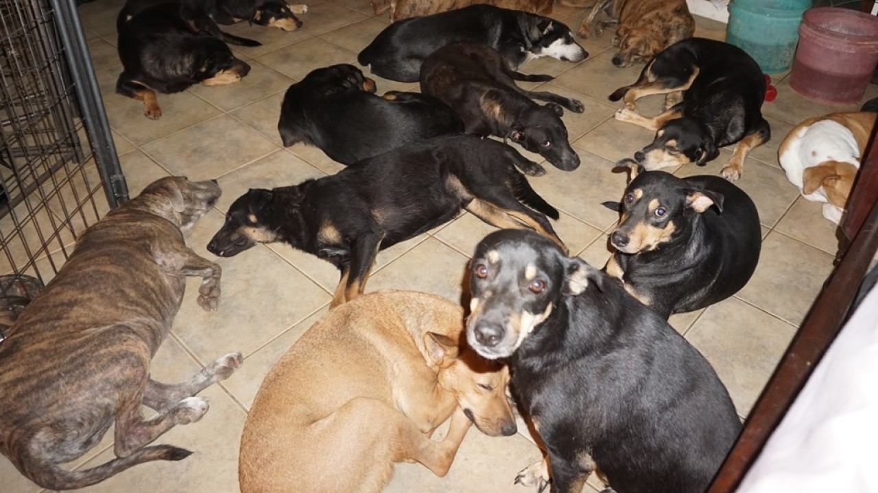 Woman in Bahamas brings 97 dogs into home to protect them from Hurricane Dorian