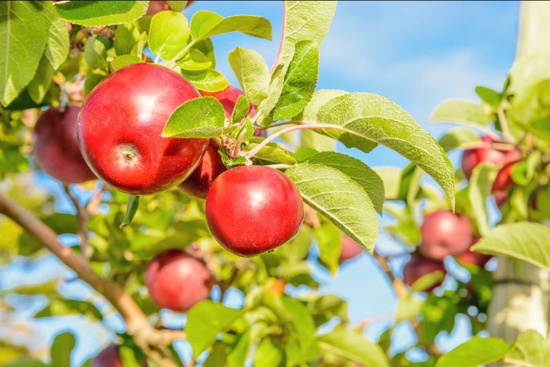 St. Kitts Department of Agriculture Experimenting With Growing Canadian Red Apples