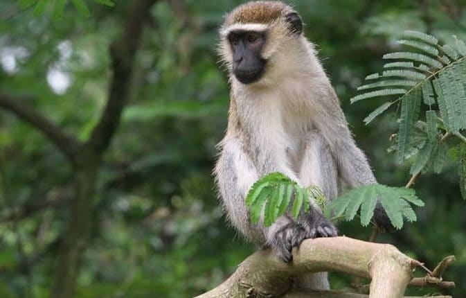 COVID-19 And Monkeys