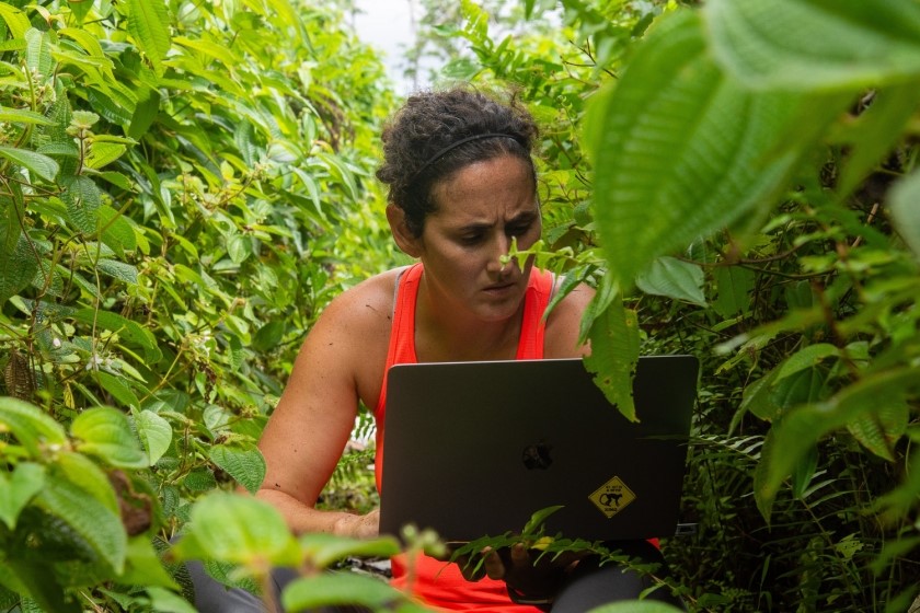 St. Kitts and Nevis wrestles with mischievous invaders: Monkeys