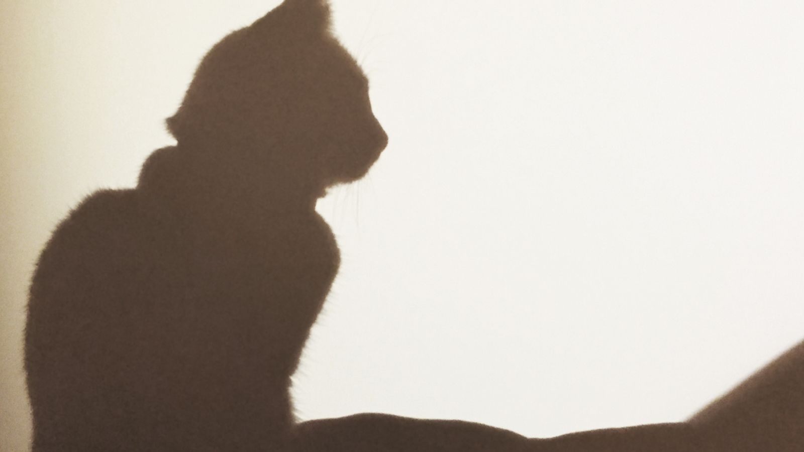 Coronavirus: Pet cat becomes first animal to test positive for COVID-19 in UK