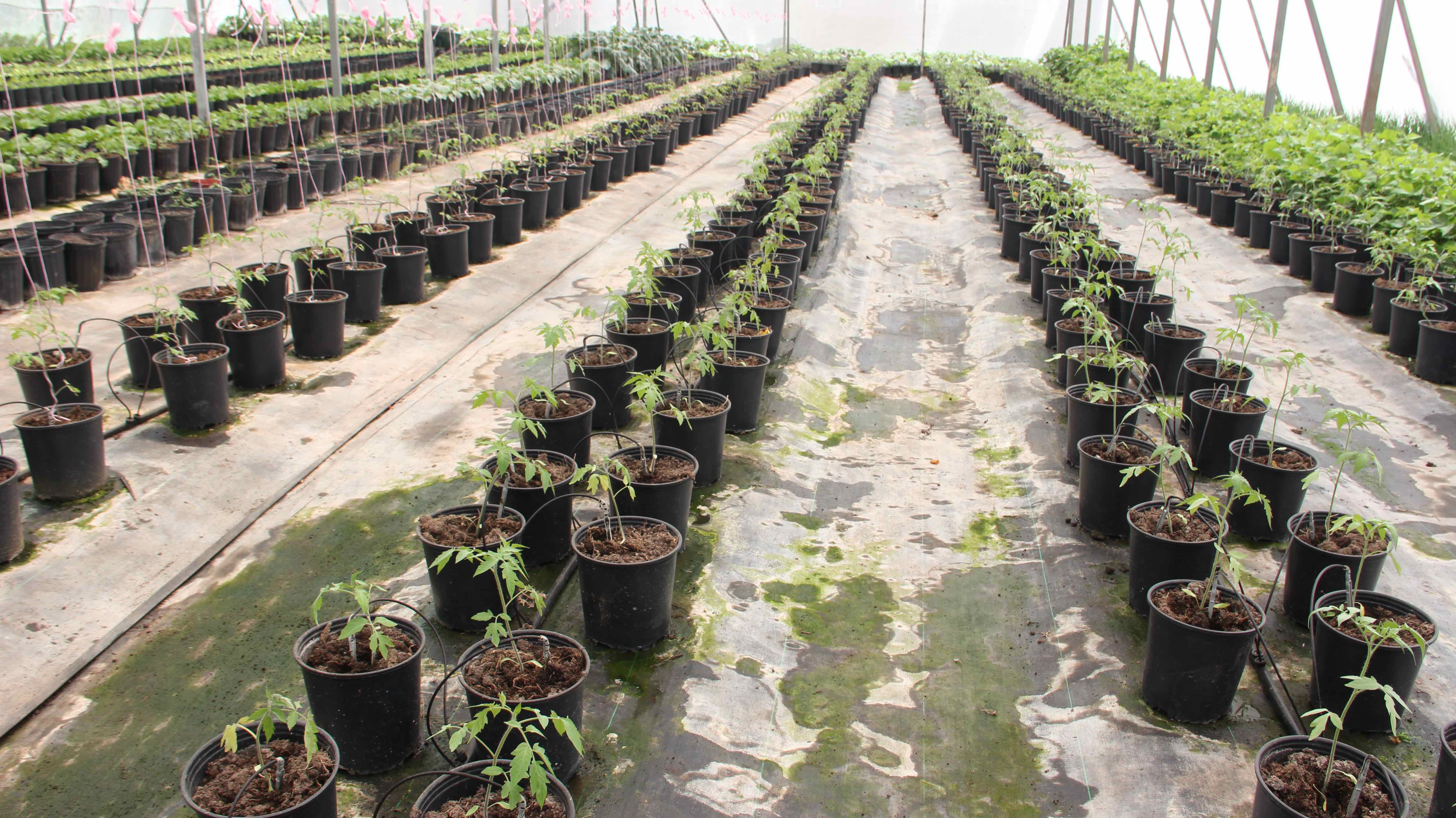 Greenhouse farmer “Mackie” Tross pleased with recognition given to local farmers