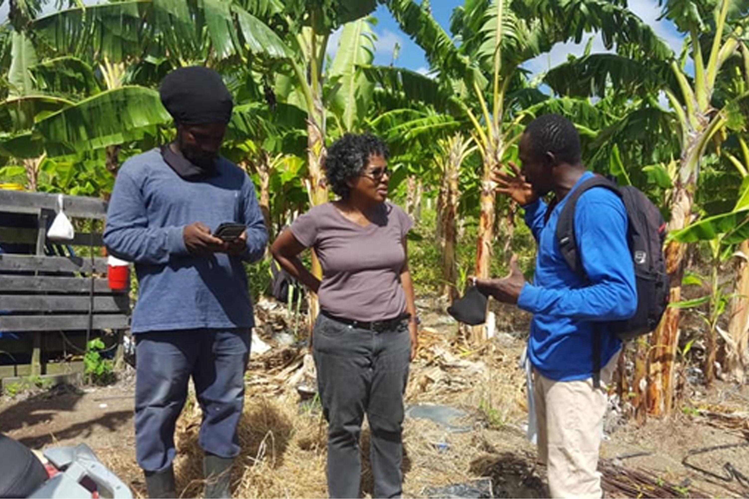 Covid-19 pandemic: IICA partnering with St. Kitts and Nevis to build back better