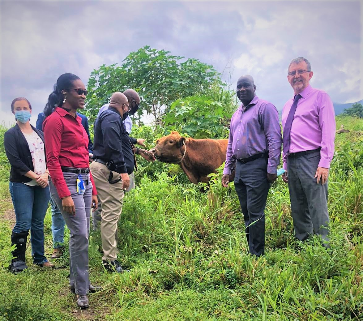 Ross University School of Veterinary Medicine Contributes to Livestock Sector in St. Kitts & Nevis