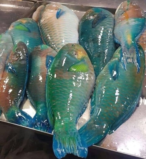 St. Thomas Diver Pleads with Local Fishermen on Social Media: ‘Please Don’t Catch Parrotfish!’