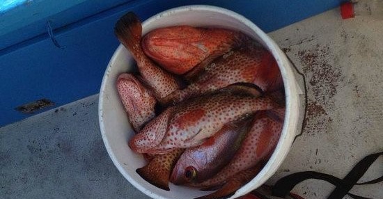 15 Cases Of Fish Poisoning Recorded In St. Kitts; CMO Issues Alert