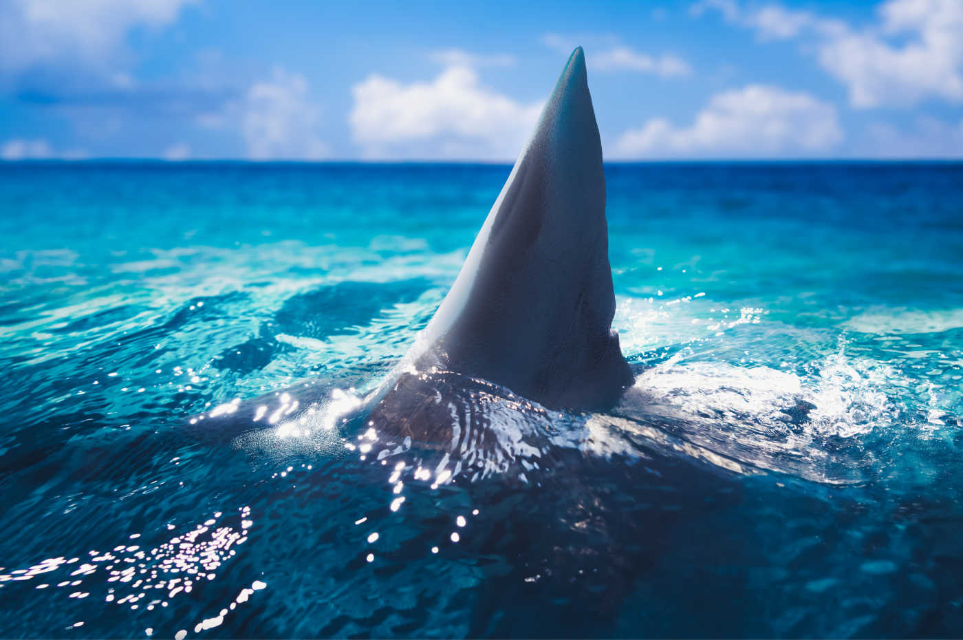 Shark Attack Results in Death of Tourist in St. Martin