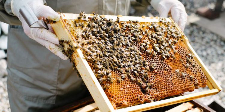 US $50,000 Grant Available to Establish or Expand Beekeeping in St. Kitts And Nevis