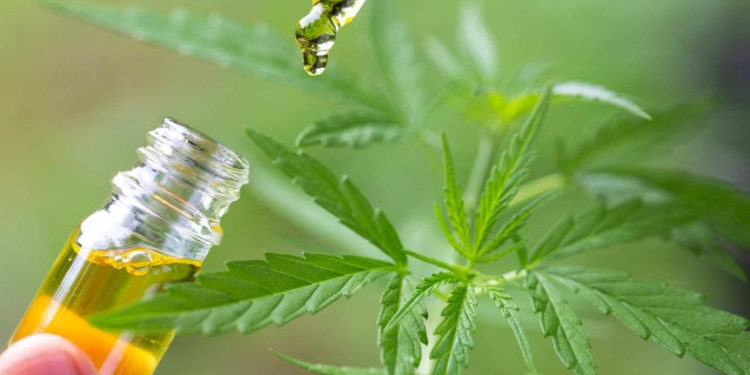 Cabinet Approves Formation of Board to Give Direction to The Medicinal Cannabis Authority