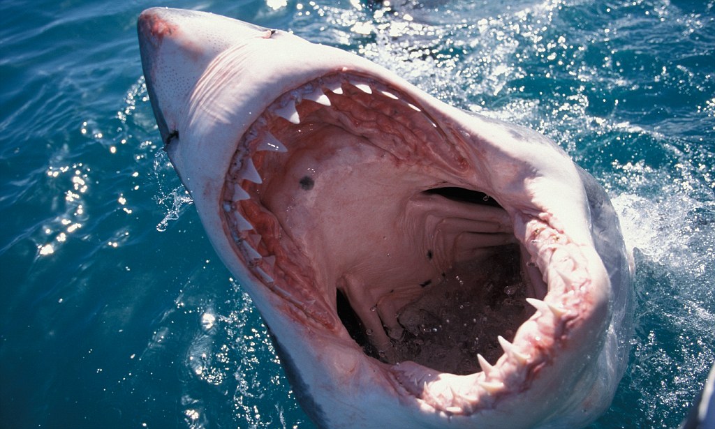 Kayakers attacked by Shark