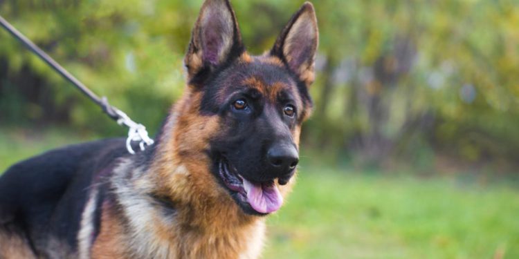 Medical Chief of Staff Explains the Use of Dogs in Tracking Respiratory Illnesses
