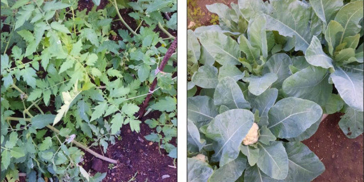 Ministry of Agriculture Produces Multipurpose Super Organic Compost to Boost Crops