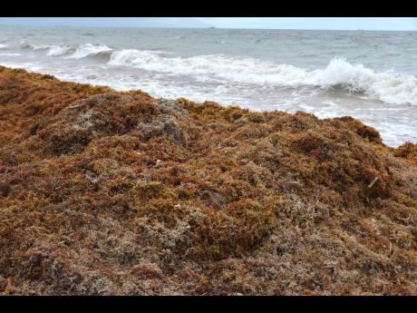 Eastern Caribbean braces for influx of sargassum